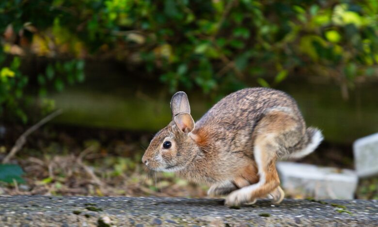 A brown rabbit caught mid-hop in a lush garden setting, showcasing nature's agility.