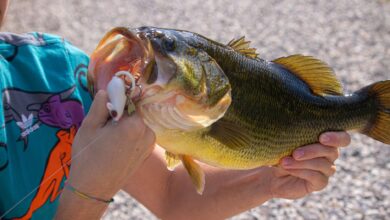 Close-up of an angler holding a freshly caught large bass with fishing tackle visible.