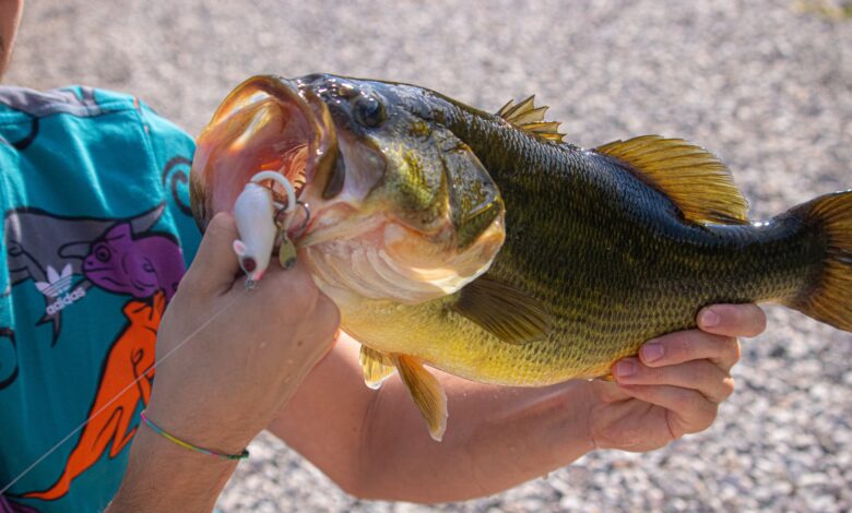 Close-up of an angler holding a freshly caught large bass with fishing tackle visible.