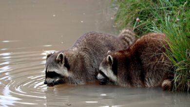 Close-up of two raccoons drinking water from a natural pond, showcasing wildlife behavior.