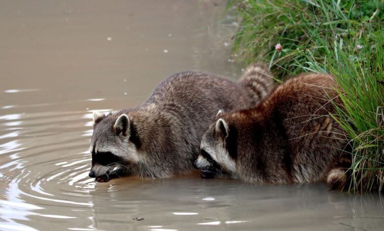 Close-up of two raccoons drinking water from a natural pond, showcasing wildlife behavior.
