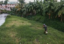 Man walking along a riverbank surrounded by lush vegetation in a rural village setting.