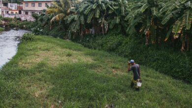 Man walking along a riverbank surrounded by lush vegetation in a rural village setting.