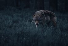 A lone wolf prowls through a dark, mystical forest, capturing the essence of wildlife in its natural habitat.