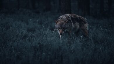 A lone wolf prowls through a dark, mystical forest, capturing the essence of wildlife in its natural habitat.