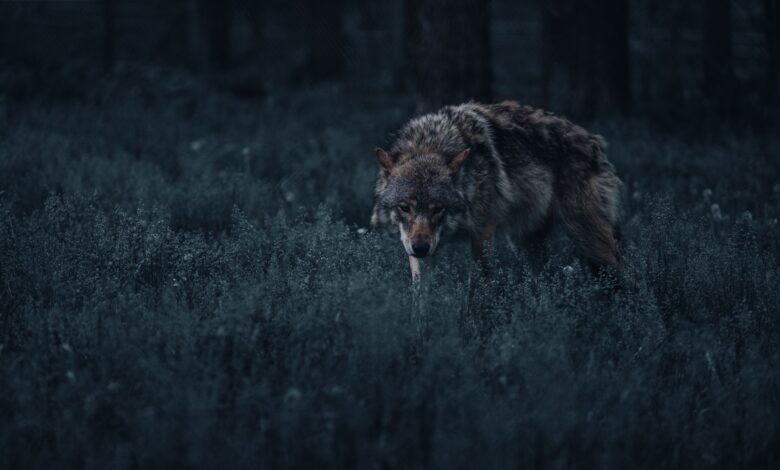 A lone wolf prowls through a dark, mystical forest, capturing the essence of wildlife in its natural habitat.