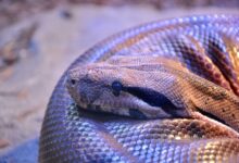 Close-up of a python snake curled up, showcasing its detailed scales.