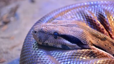 Close-up of a python snake curled up, showcasing its detailed scales.