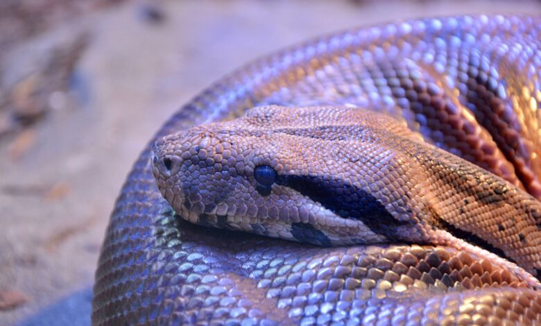 Close-up of a python snake curled up, showcasing its detailed scales.