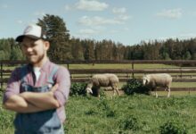 Blurry farmer in foreground, sheep grazing in sunny pasture behind wooden fence under blue sky.