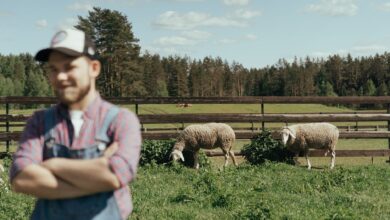 Blurry farmer in foreground, sheep grazing in sunny pasture behind wooden fence under blue sky.