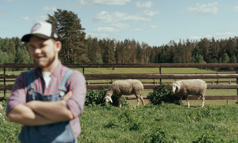 Blurry farmer in foreground, sheep grazing in sunny pasture behind wooden fence under blue sky.