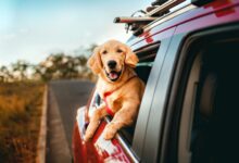 Happy golden retriever enjoying a scenic car ride in the countryside.
