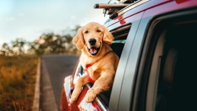 Happy golden retriever enjoying a scenic car ride in the countryside.