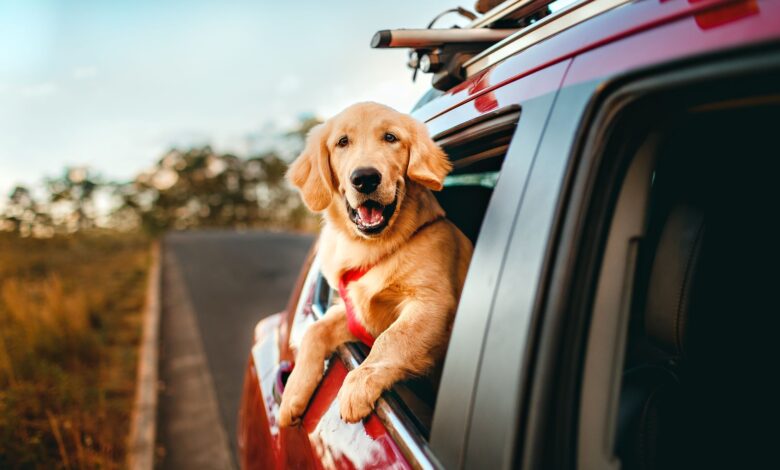 Happy golden retriever enjoying a scenic car ride in the countryside.