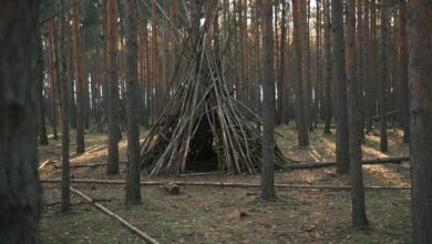 Discover tranquility with this wooden teepee structure nestled in a peaceful pine forest.