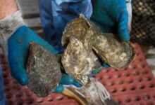 A detailed close-up of fresh oysters being held by hands wearing blue gloves, showcasing raw shellfish.