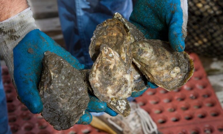 A detailed close-up of fresh oysters being held by hands wearing blue gloves, showcasing raw shellfish.