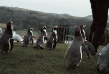 A group of Humboldt penguins walking outdoors on grass with a person nearby.