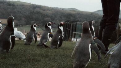 A group of Humboldt penguins walking outdoors on grass with a person nearby.