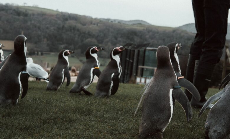 A group of Humboldt penguins walking outdoors on grass with a person nearby.