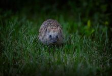 A European hedgehog foraging in the grass during the night, showcasing urban wildlife.