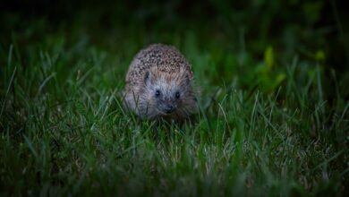 A European hedgehog foraging in the grass during the night, showcasing urban wildlife.