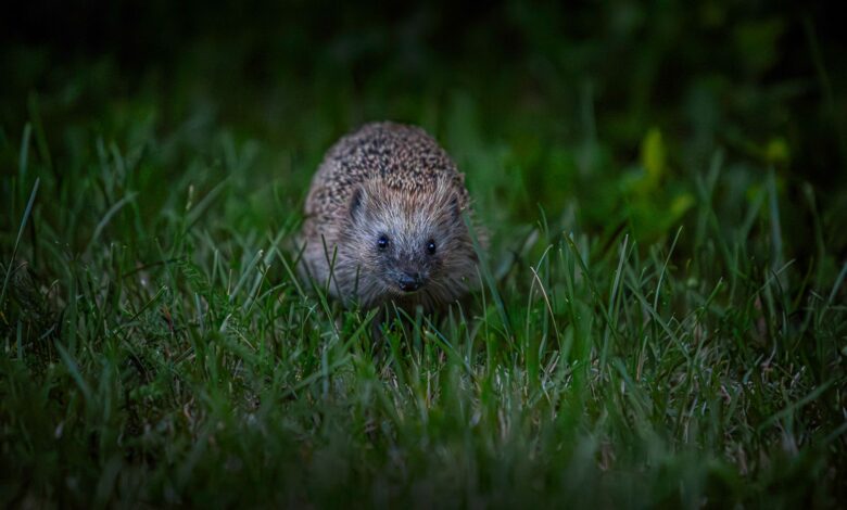 A European hedgehog foraging in the grass during the night, showcasing urban wildlife.