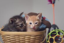 Two playful kittens nestled in a basket surrounded by colorful toys indoors.