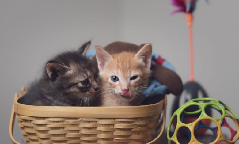 Two playful kittens nestled in a basket surrounded by colorful toys indoors.