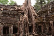 Explore the mystical site of Ta Prohm Temple where massive tree roots envelop historic ruins.