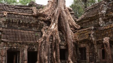 Explore the mystical site of Ta Prohm Temple where massive tree roots envelop historic ruins.
