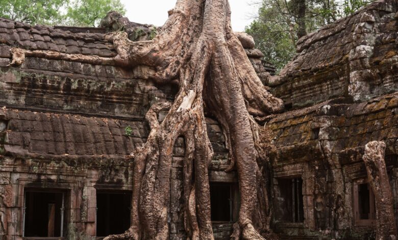 Explore the mystical site of Ta Prohm Temple where massive tree roots envelop historic ruins.