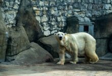 A polar bear standing against the rocky backdrop of a zoo enclosure.