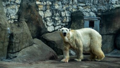 A polar bear standing against the rocky backdrop of a zoo enclosure.
