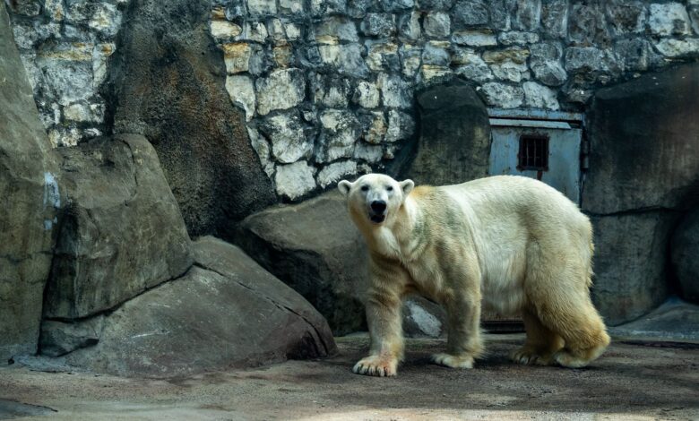 A polar bear standing against the rocky backdrop of a zoo enclosure.