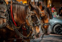 Two horses in harnesses ready for a carriage ride, showcasing equine teamwork.