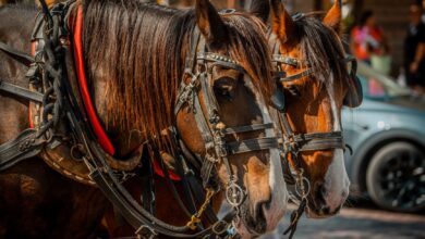 Two horses in harnesses ready for a carriage ride, showcasing equine teamwork.