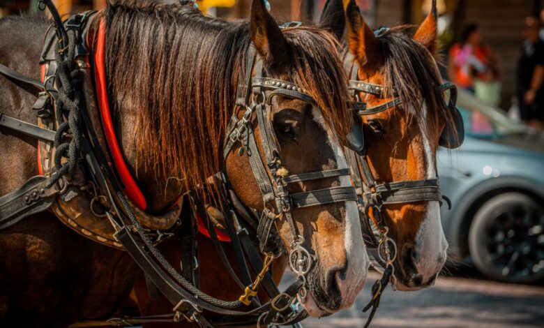 Two horses in harnesses ready for a carriage ride, showcasing equine teamwork.