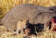 A leopard cub stands beside a deceased elephant in the savanna, showcasing wildlife dynamics.