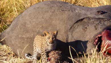 A leopard cub stands beside a deceased elephant in the savanna, showcasing wildlife dynamics.