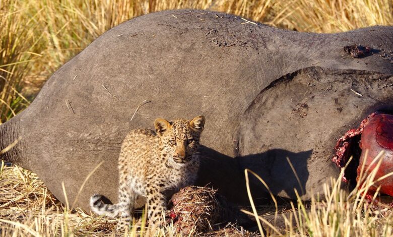 A leopard cub stands beside a deceased elephant in the savanna, showcasing wildlife dynamics.