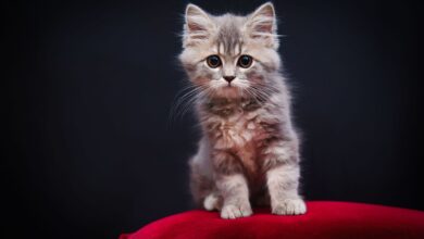 Charming fluffy kitten sitting on a red velvet cushion against a black background.