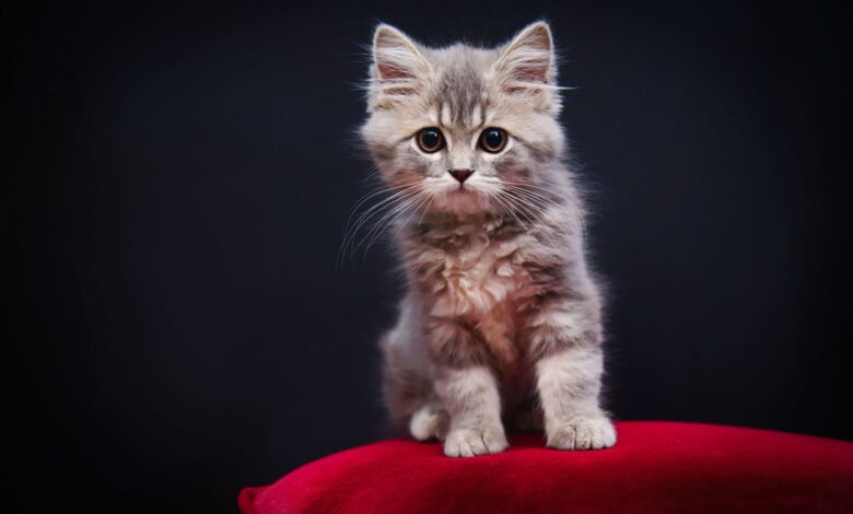 Charming fluffy kitten sitting on a red velvet cushion against a black background.