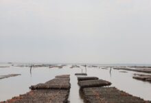 Discover the tranquil beauty of an oyster farm in Fouras, France, showcasing aquaculture serenity.
