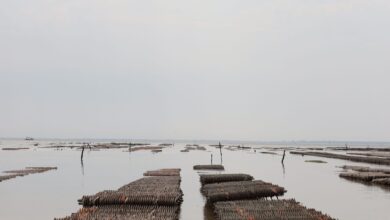 Discover the tranquil beauty of an oyster farm in Fouras, France, showcasing aquaculture serenity.