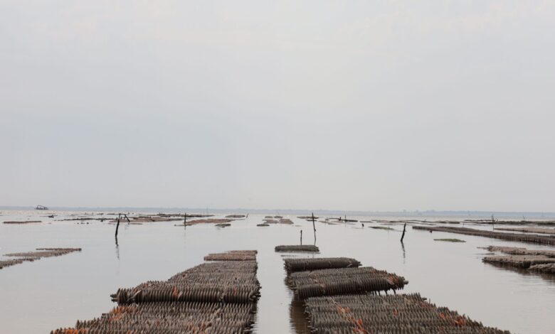 Discover the tranquil beauty of an oyster farm in Fouras, France, showcasing aquaculture serenity.