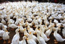 A massive flock of ducks gathered outdoors on a farm, showcasing abundance.