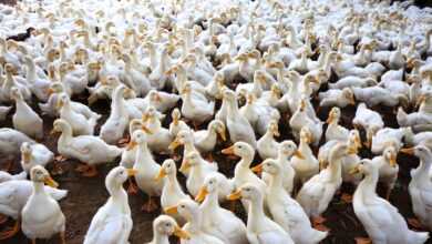 A massive flock of ducks gathered outdoors on a farm, showcasing abundance.