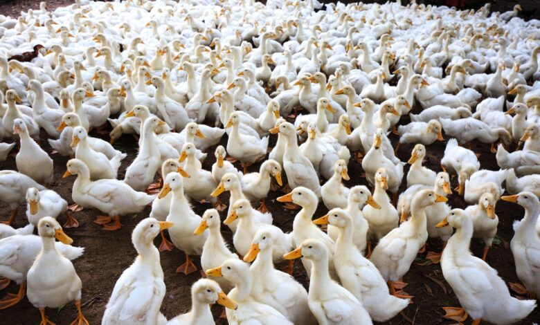 A massive flock of ducks gathered outdoors on a farm, showcasing abundance.